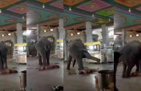 samayapuram temple elephant Goes to camp 
